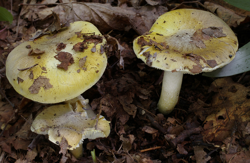 Tricholoma sejunctum